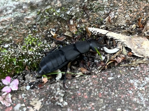 Devil's Coach Horse Beetle, B Thoenplantsoen, The Hague, South Holland, NL, photo 10 of 10