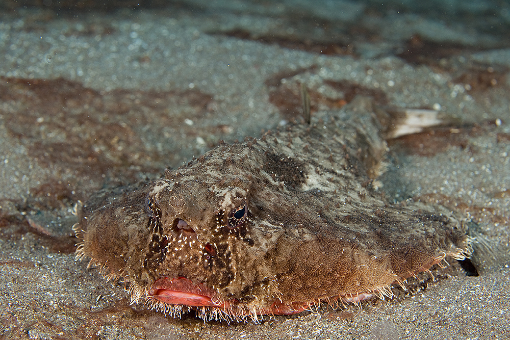Shortnose Batfish