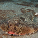 Shortnose Batfish - Photo (c) terence zahner, some rights reserved (CC BY-NC), uploaded by terence zahner
