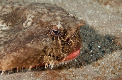 Ogcocephalus nasutus