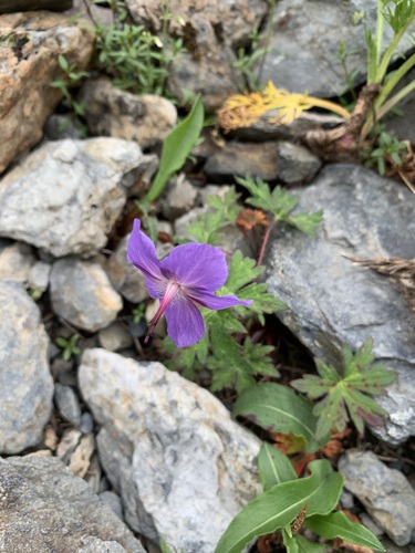 Geranium reinii, photograph 2