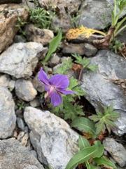 Geranium reinii, photograph 岸本年郎, CC BY, iNaturalist via GBIF