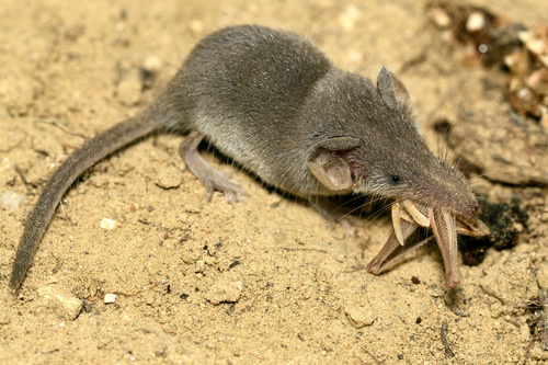 Pygmy White-toothed Shrew