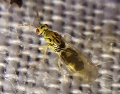 Cirrospilus
