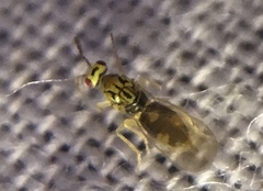 Cirrospilus