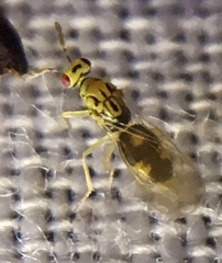Cirrospilus