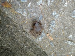 Eupsophus roseus