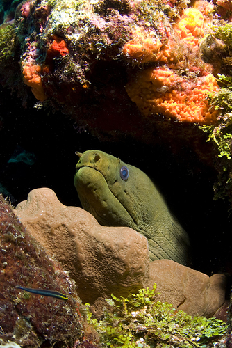 Green moray eel