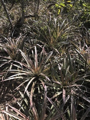 Bromelia karatas
