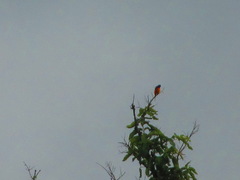 Pericrocotus flammeus