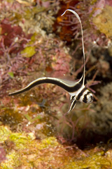 Eques punctatus