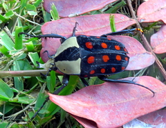 Mecynorhina passerinii