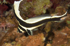 Eques punctatus