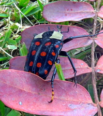 Mecynorhina passerinii