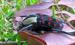 Mecynorhina passerinii