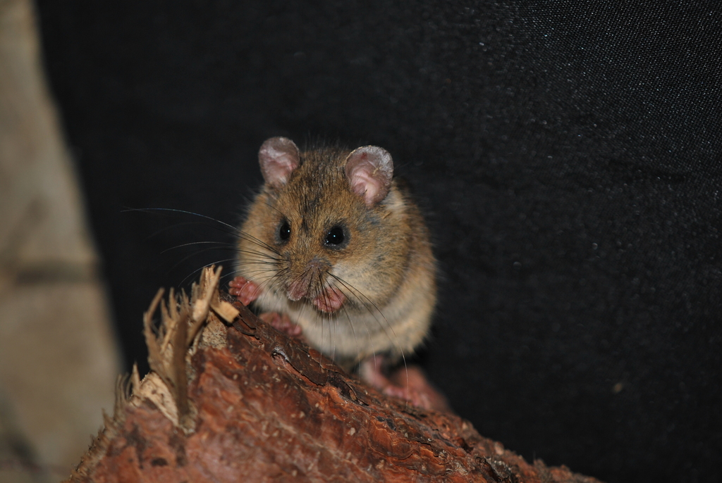Taczanowski's Oldfield Mouse
