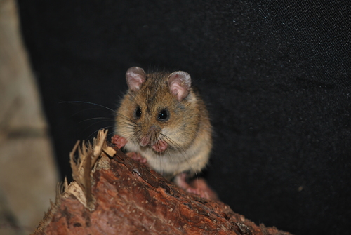 Taczanowski's Oldfield Mouse (Thomasomys taczanowskii) — Least Concern Mammalia