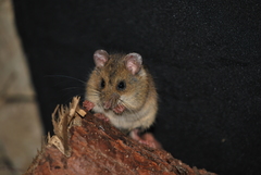 Taczanowski's Oldfield Mouse photo 1