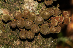 Drypetes natalensis image