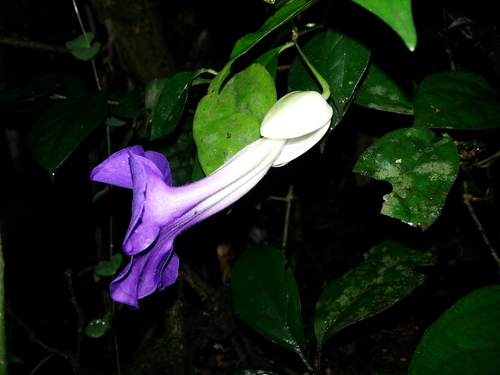 Thunbergia erecta