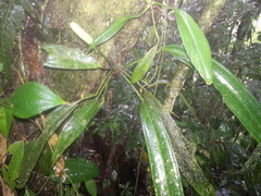 Anthurium bakeri