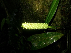 Anthurium bakeri