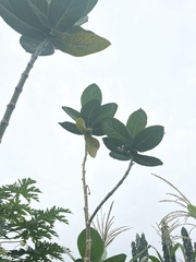 Calotropis procera image