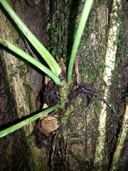 Anthurium panduriforme
