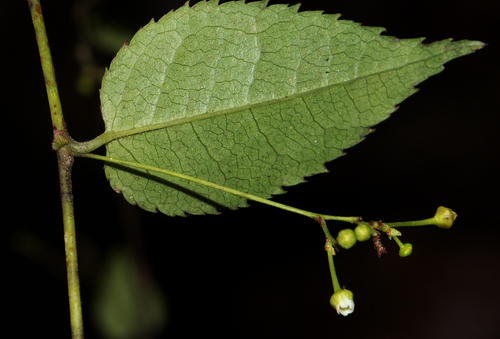 Gerrardinaceae image