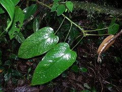 Anthurium microspadix