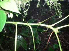 Anthurium microspadix