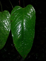 Anthurium microspadix
