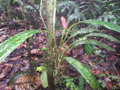 Anthurium bakeri