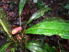 Anthurium bakeri