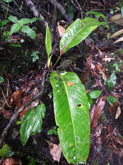 Anthurium ramonense
