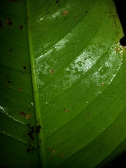 Anthurium ramonense