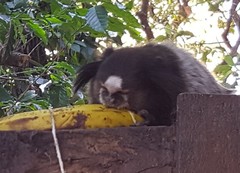 Callithrix jacchus × penicillata