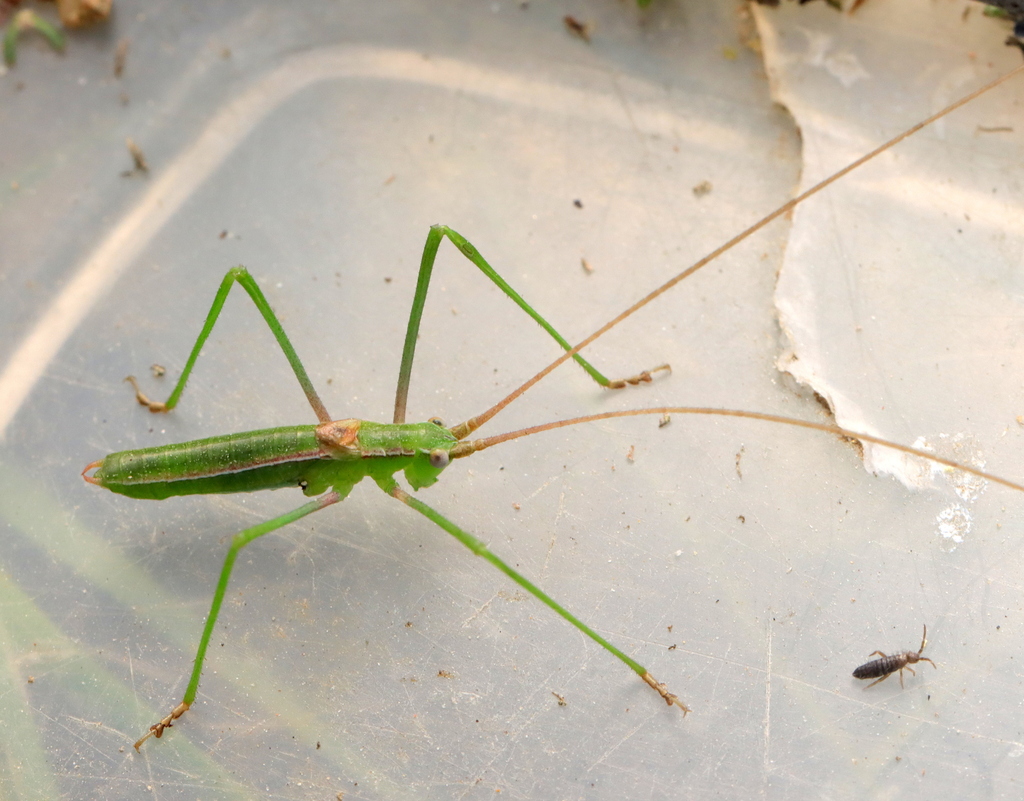 Namaqua Winter Katydid