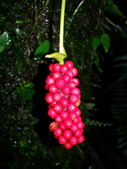 Anthurium bakeri