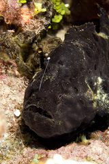 Antennarius multiocellatus