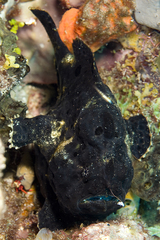 Antennarius multiocellatus