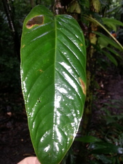 Anthurium talamancae