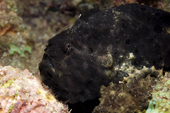 Antennarius multiocellatus