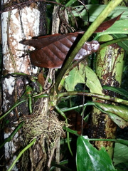 Anthurium talamancae