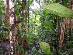 Anthurium talamancae