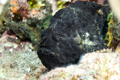 Antennarius multiocellatus