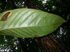 Anthurium talamancae