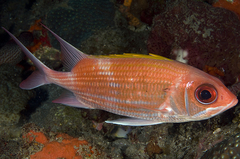 Holocentrus adscensionis