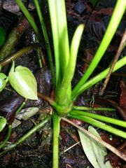 Anthurium talamancae