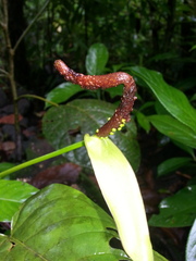 Anthurium talamancae